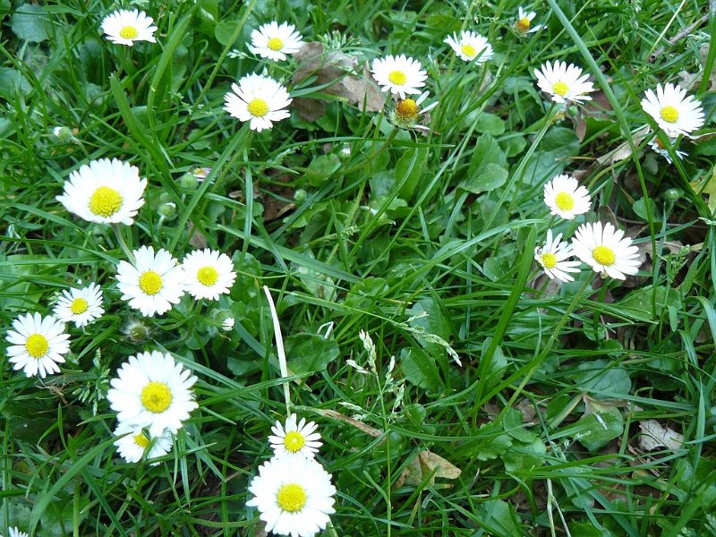 2008 05 Séjour à Martel 24